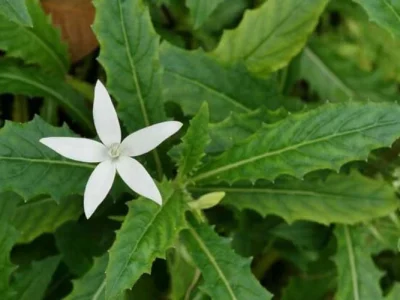 Daun Kitolod Mengobati Mata Minus, Benarkah?