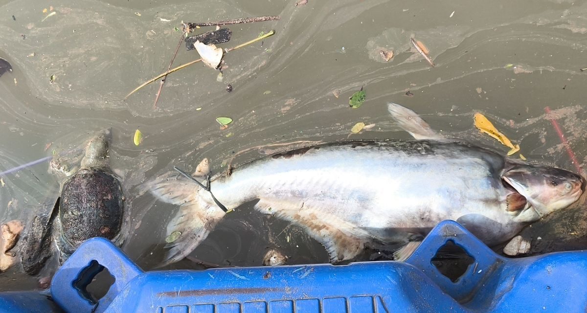 Cisadane Tercemar: Larangan Penggunaan Air Berlaku