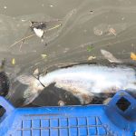 Cisadane Tercemar: Larangan Penggunaan Air Berlaku