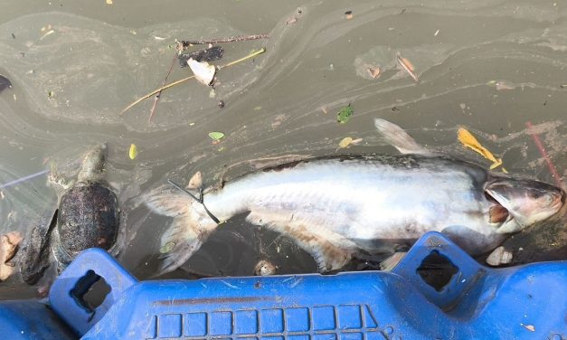 Cisadane Tercemar: Larangan Penggunaan Air Berlaku