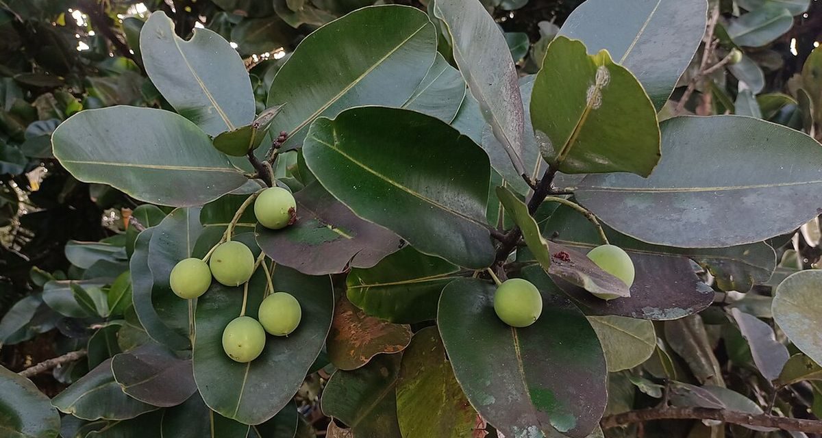 Dari Biofuel Ke Skincare, Ini Manfaat Nyamplung