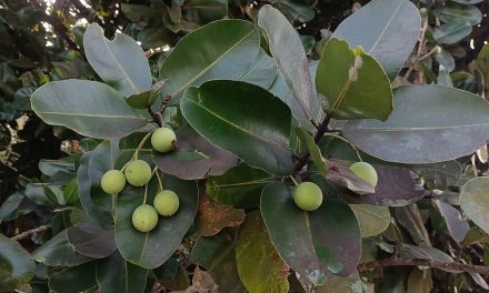 Dari Biofuel Ke Skincare, Ini Manfaat Nyamplung