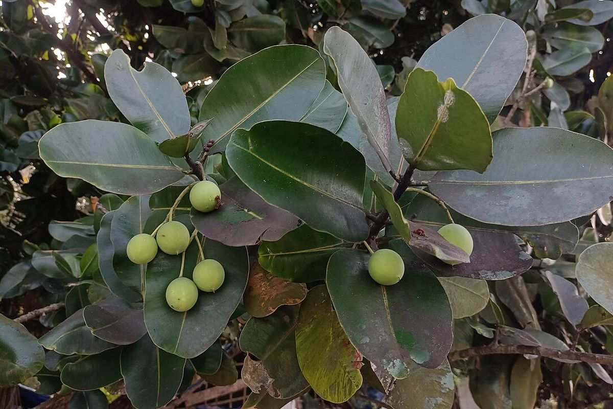 Dari Biofuel Ke Skincare, Ini Manfaat Nyamplung