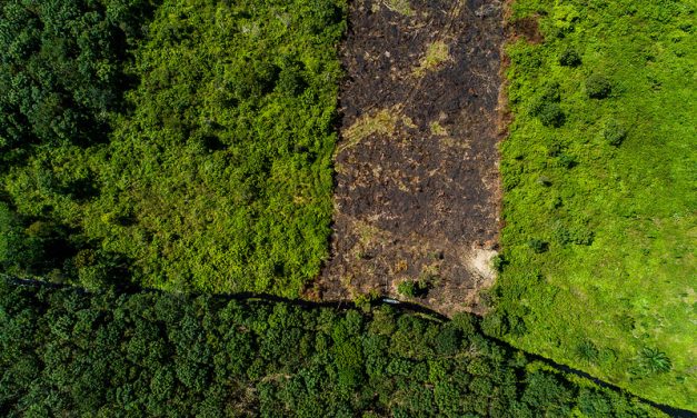 Sisi Gelap & Terang Kebijakan Zero Burning