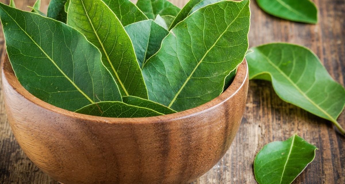 7 Daun Penurun Trigliserida Tinggi